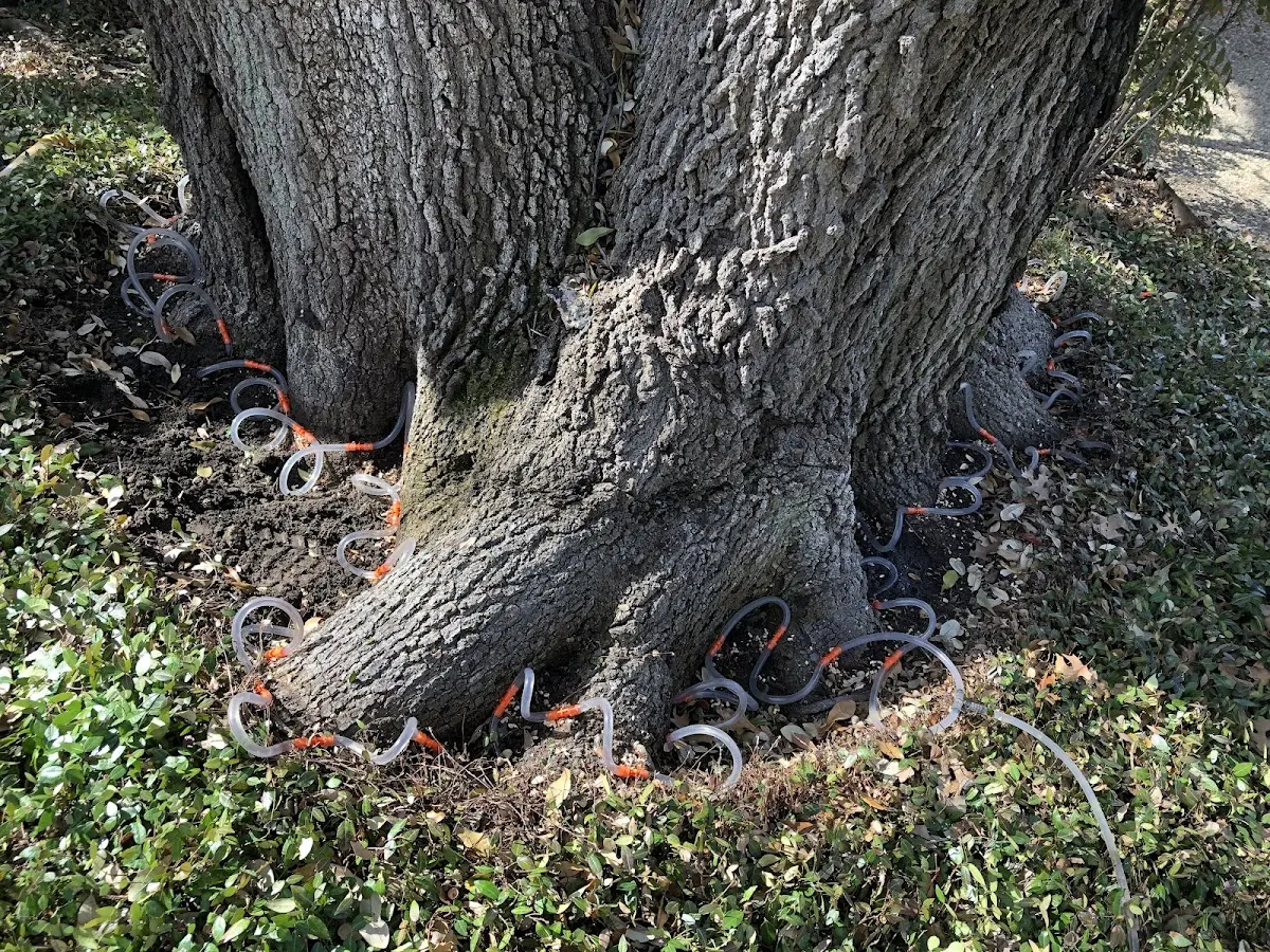 Detailed Tree Cabling and Bracing job site in French Village