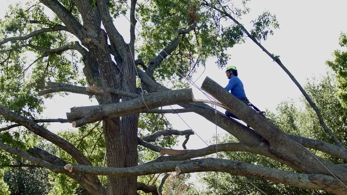 Professional Crown Thinning performed by certified arborists in French Village