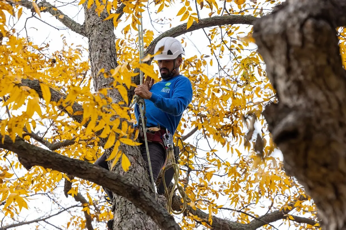 Skilled Tree Pruning crew working in French Village